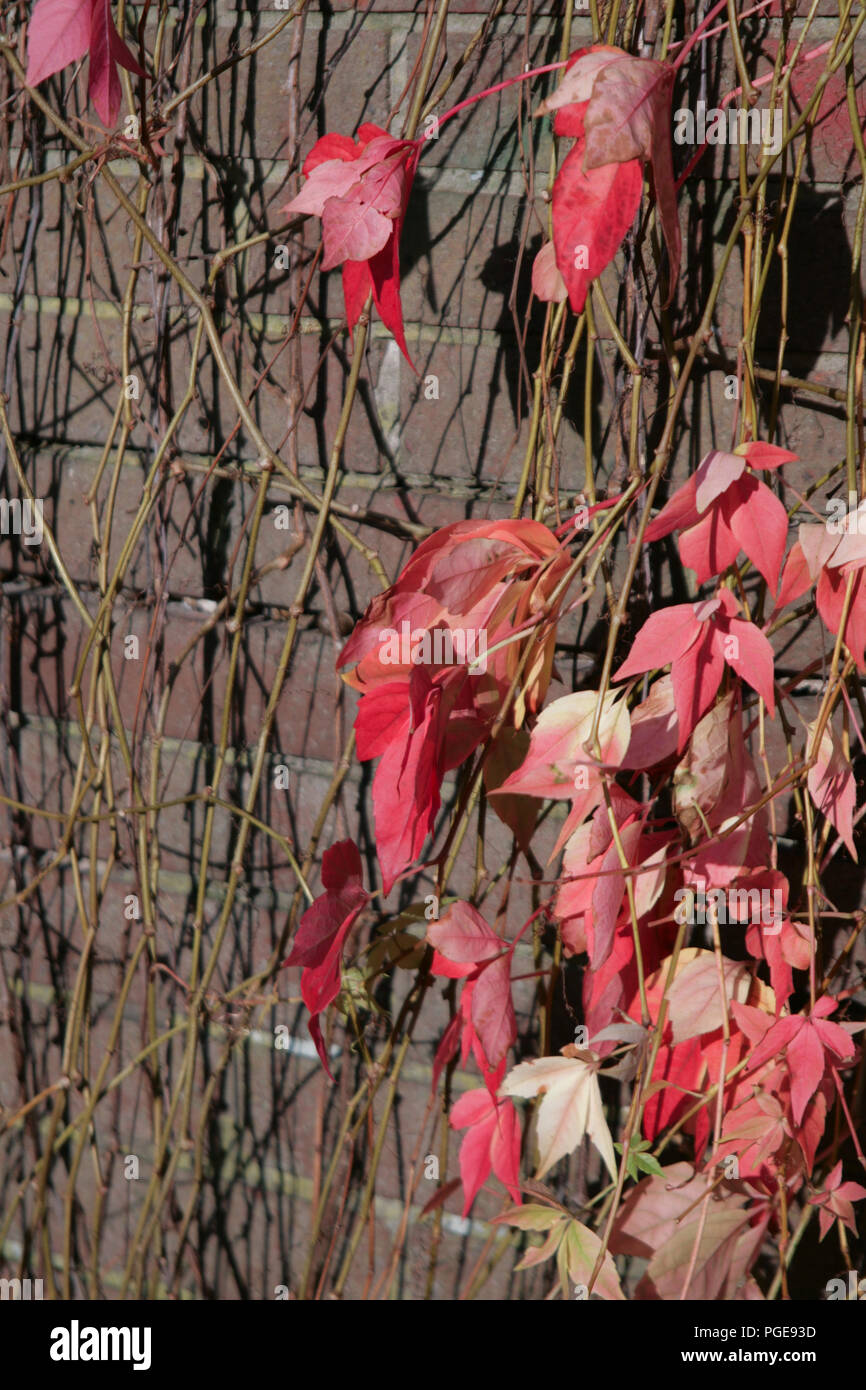 Les feuilles de vigne rouge contre un mur de briques Banque D'Images