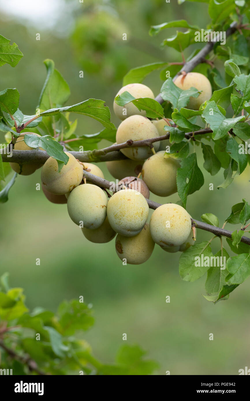 Prunus domestica. 'Prune Guthrie fin vert" sur l'arbre. UK Banque D'Images