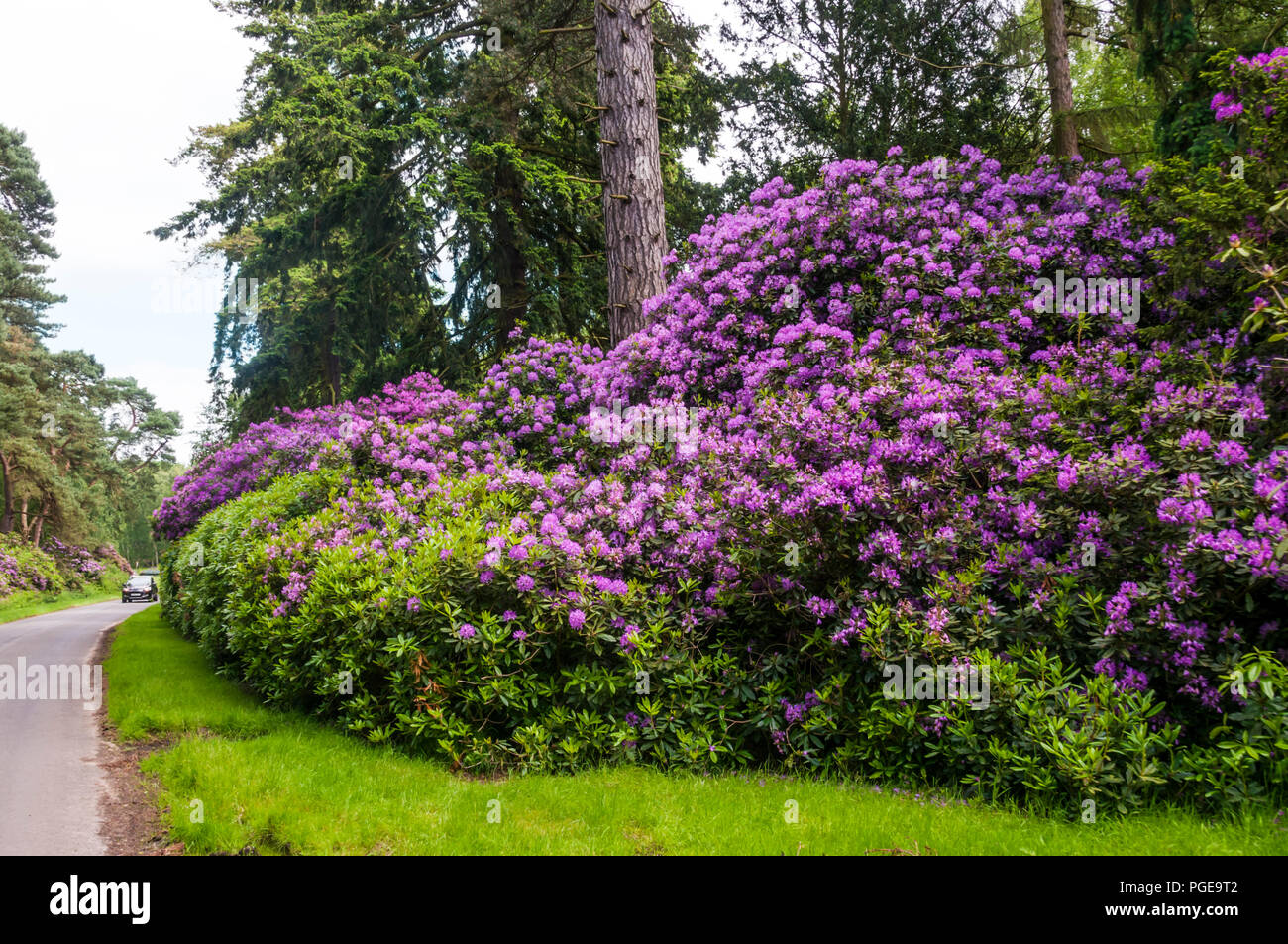 Près de buissons de rhododendrons Wolferton Station sur la Sandringham Estate, Norfolk. Banque D'Images