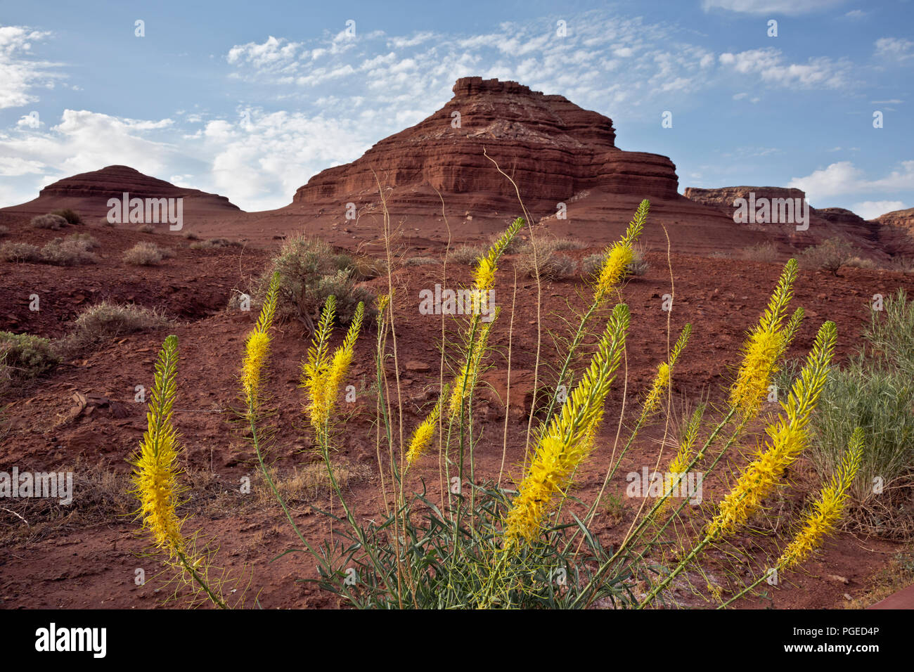 AZ00349-00...ARIZONA - désert en fleurs le long de la bougie Lee's Ferry Road, à Glen Canyon National Recreation Area. Banque D'Images