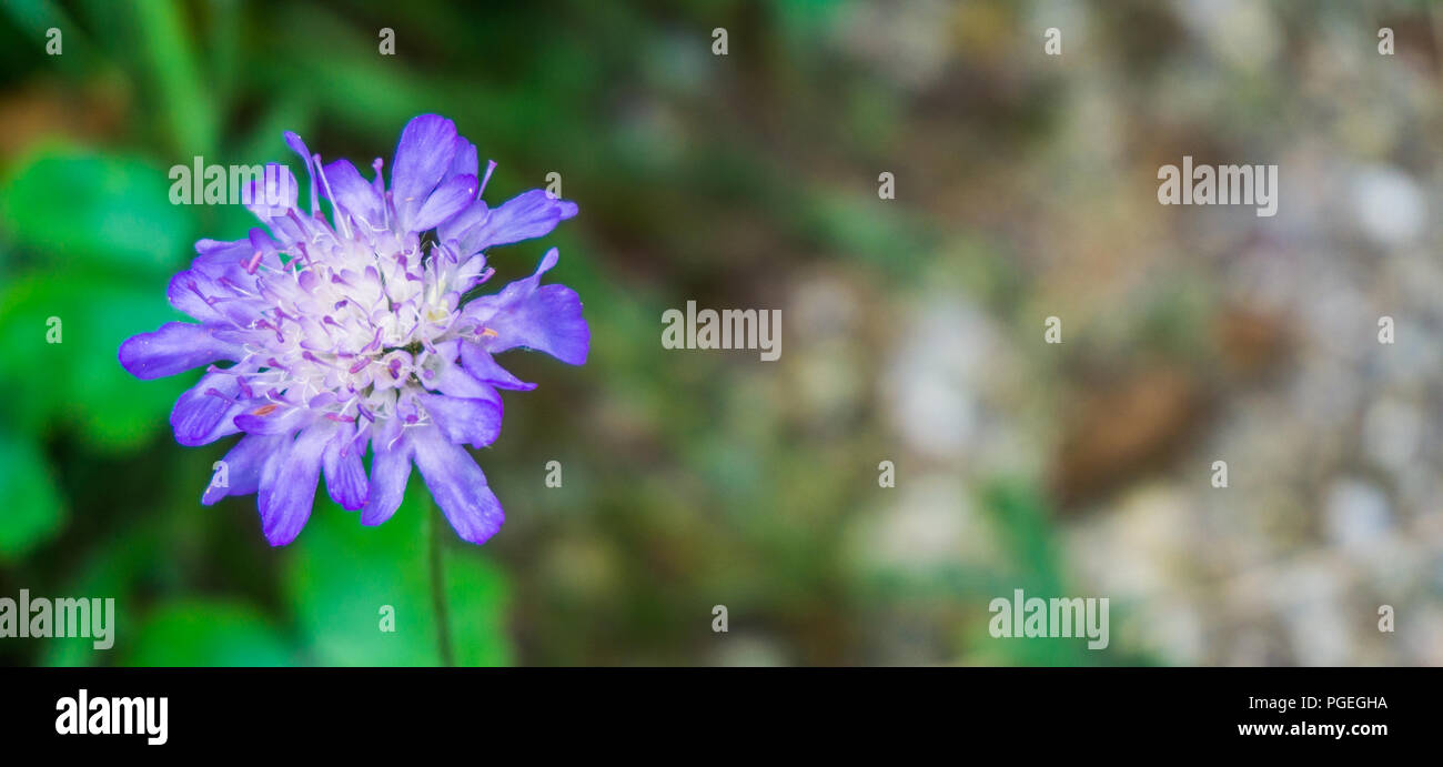 Petite fleur pourpre coloré dynamique macro close up Banque D'Images