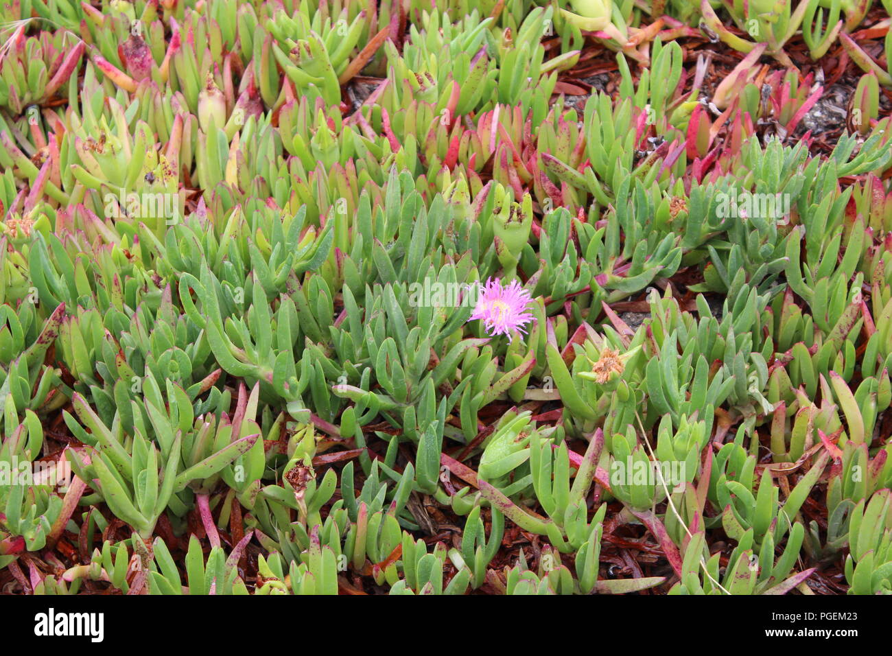 Invasive ground cover plant Banque de photographies et d'images à haute  résolution - Alamy