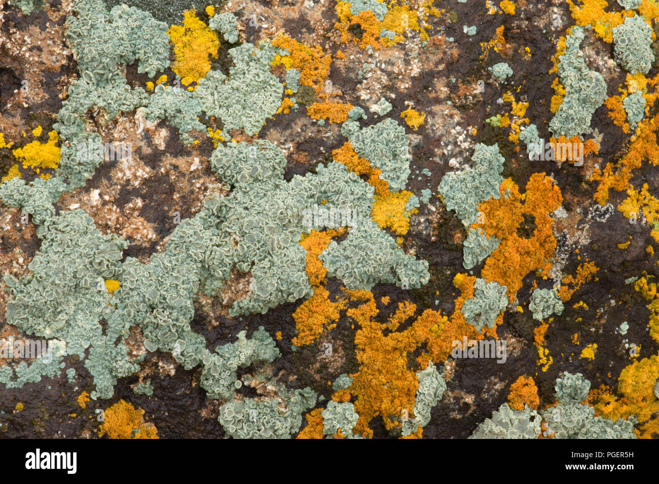 Le lichen le long de Grimes Point Trail, Grimes Point/Hidden Cave Site Archéologique, Carson Centre-ville Bureau de la gestion des terres, au Nevada Banque D'Images