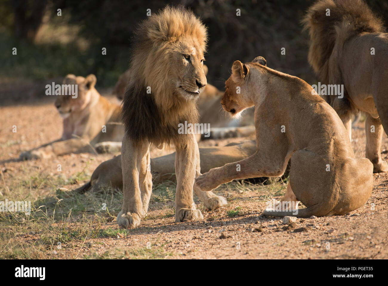 Les lions mâles et femelles interaction entouré par la fierté. Banque D'Images