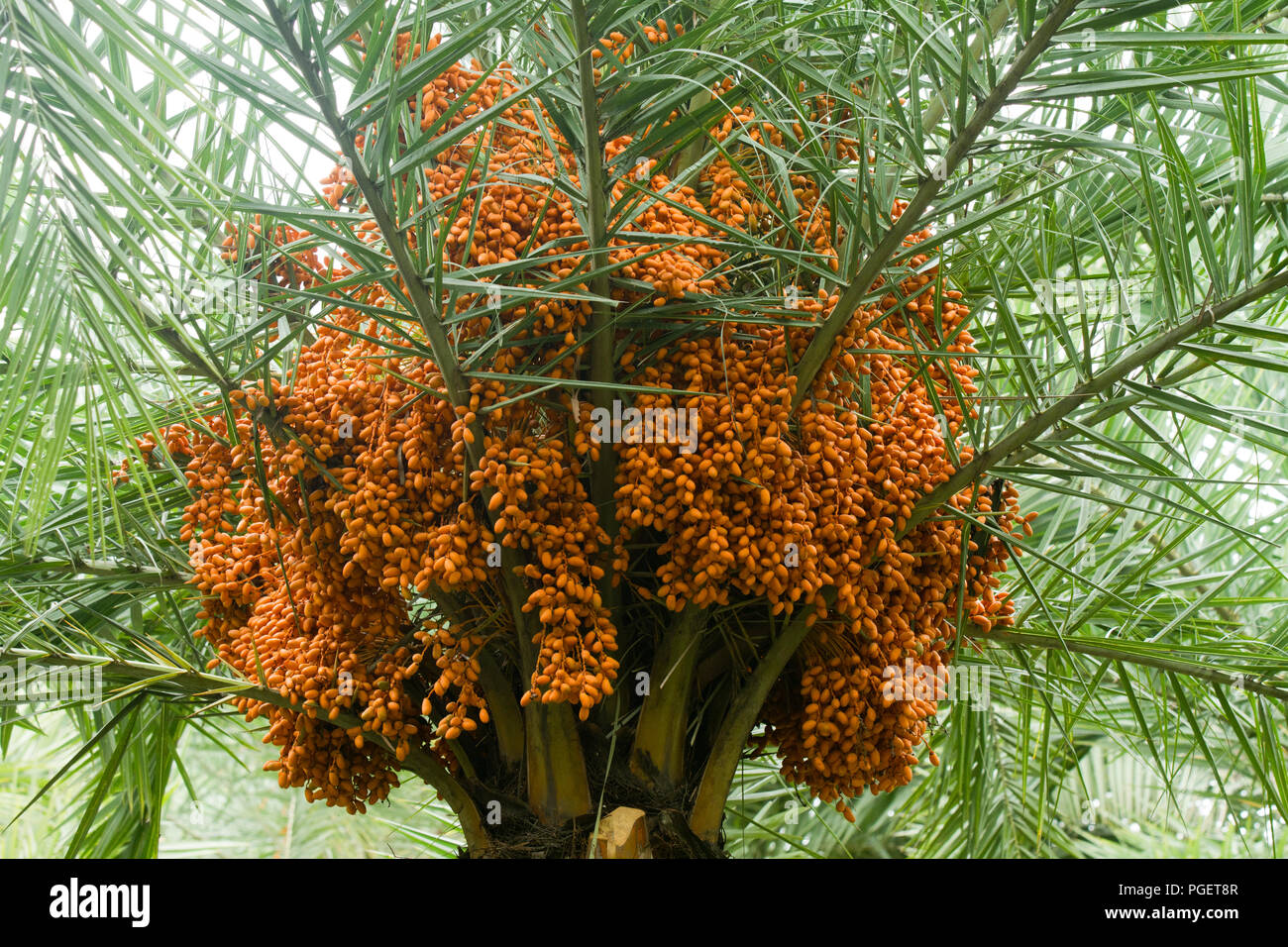 Arbre de dattes avec des fruits Banque de photographies et d’images à ...