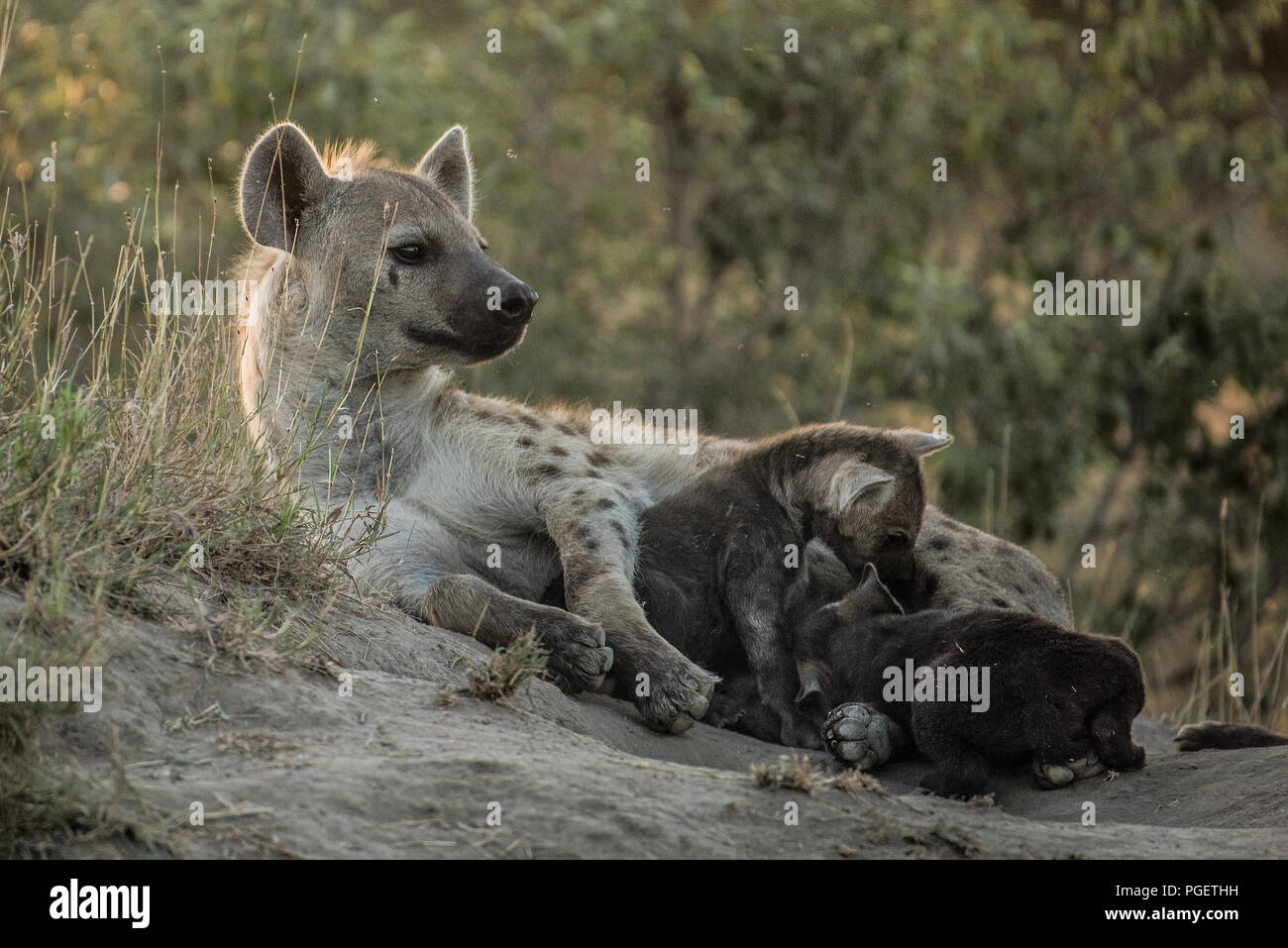 L'Hyène tachetée mère étendue sur le sol avec les bébés à côté d'elle. Banque D'Images