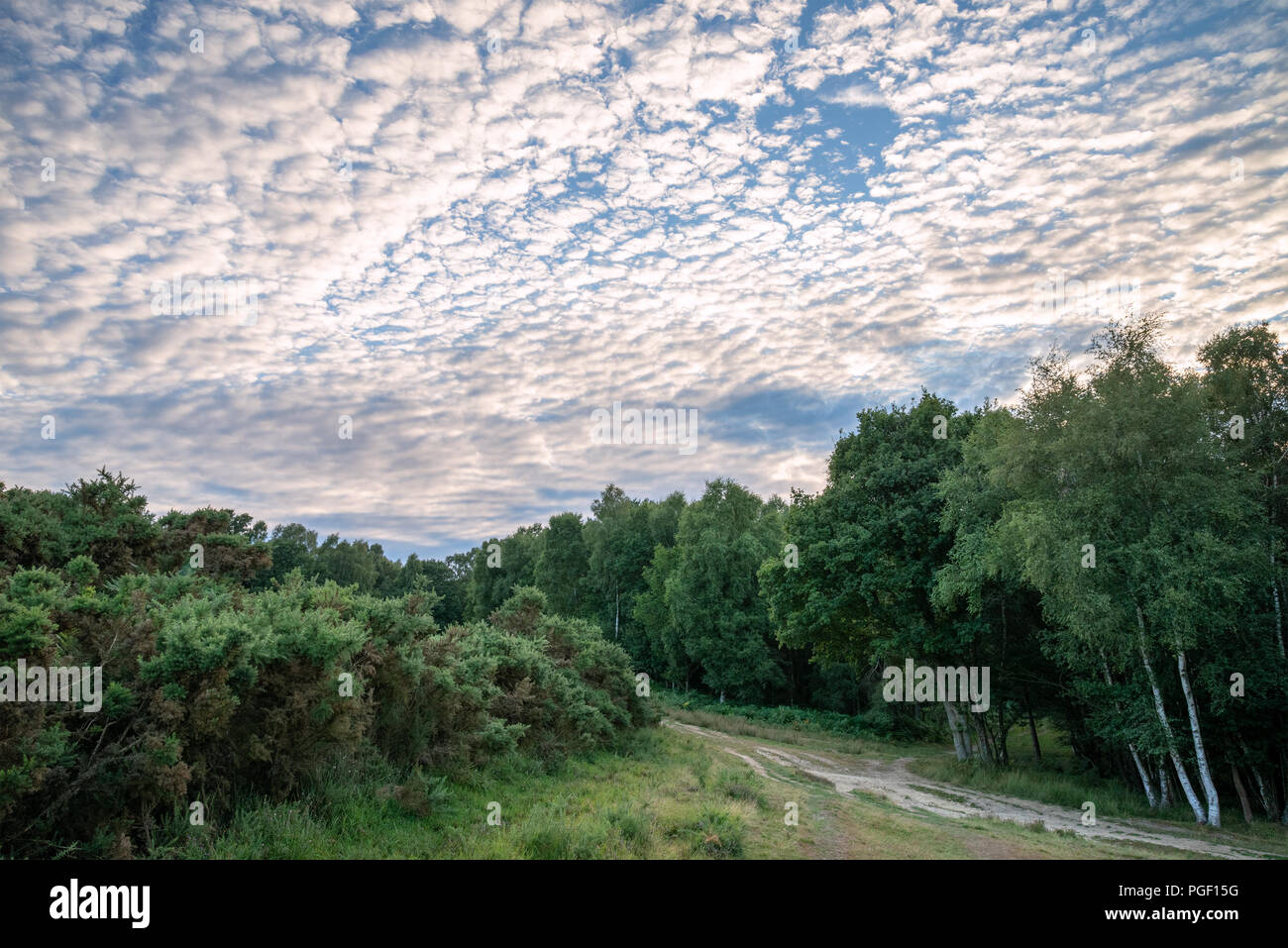 De superbes maquereaux ciel cirrocumulus altocumulus formations in Summer Sky landscape Banque D'Images