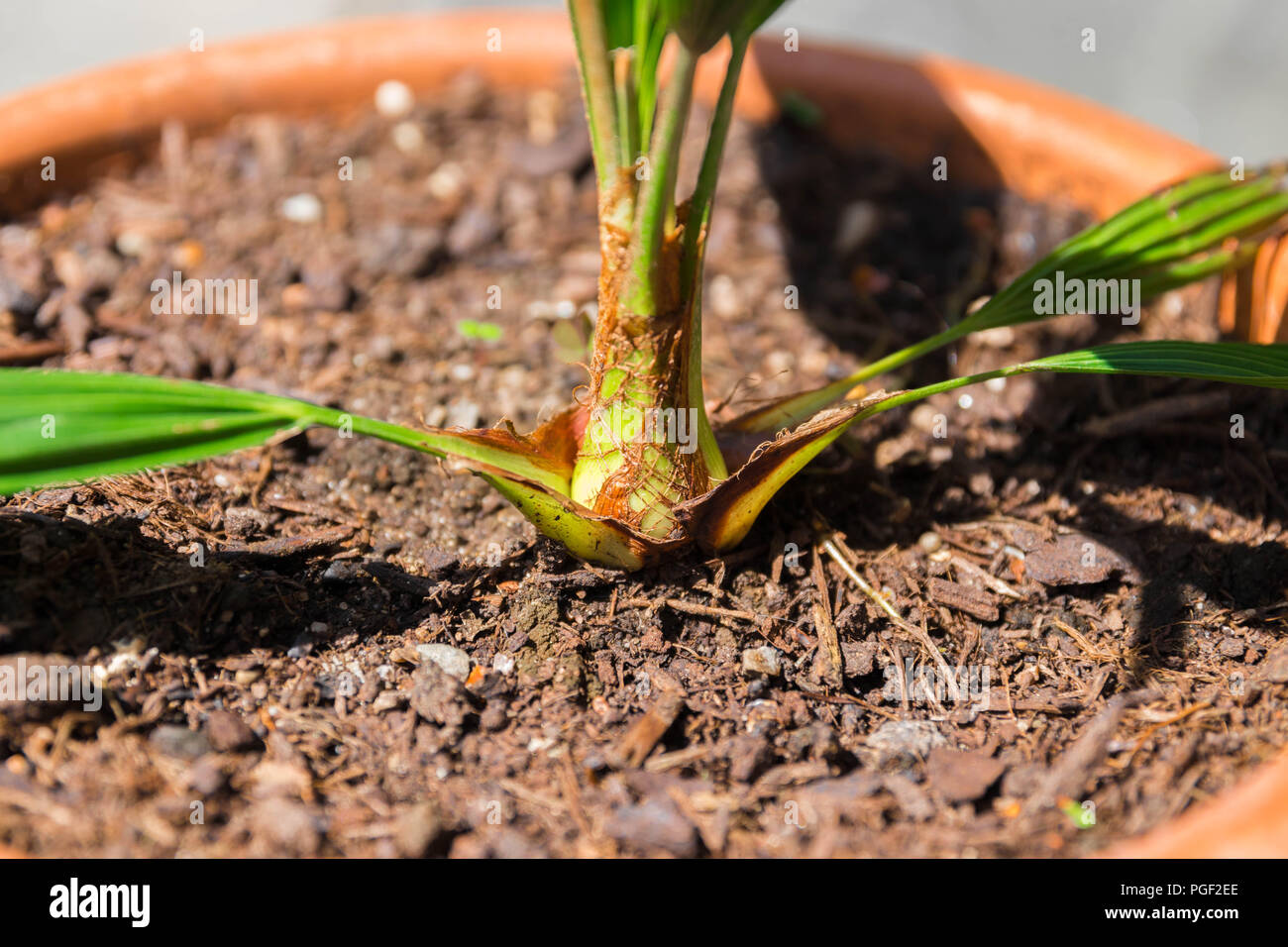 Bebe Palmier Banque D Image Et Photos Alamy Bebe Palmier Banque D Image Et Photos Alamy