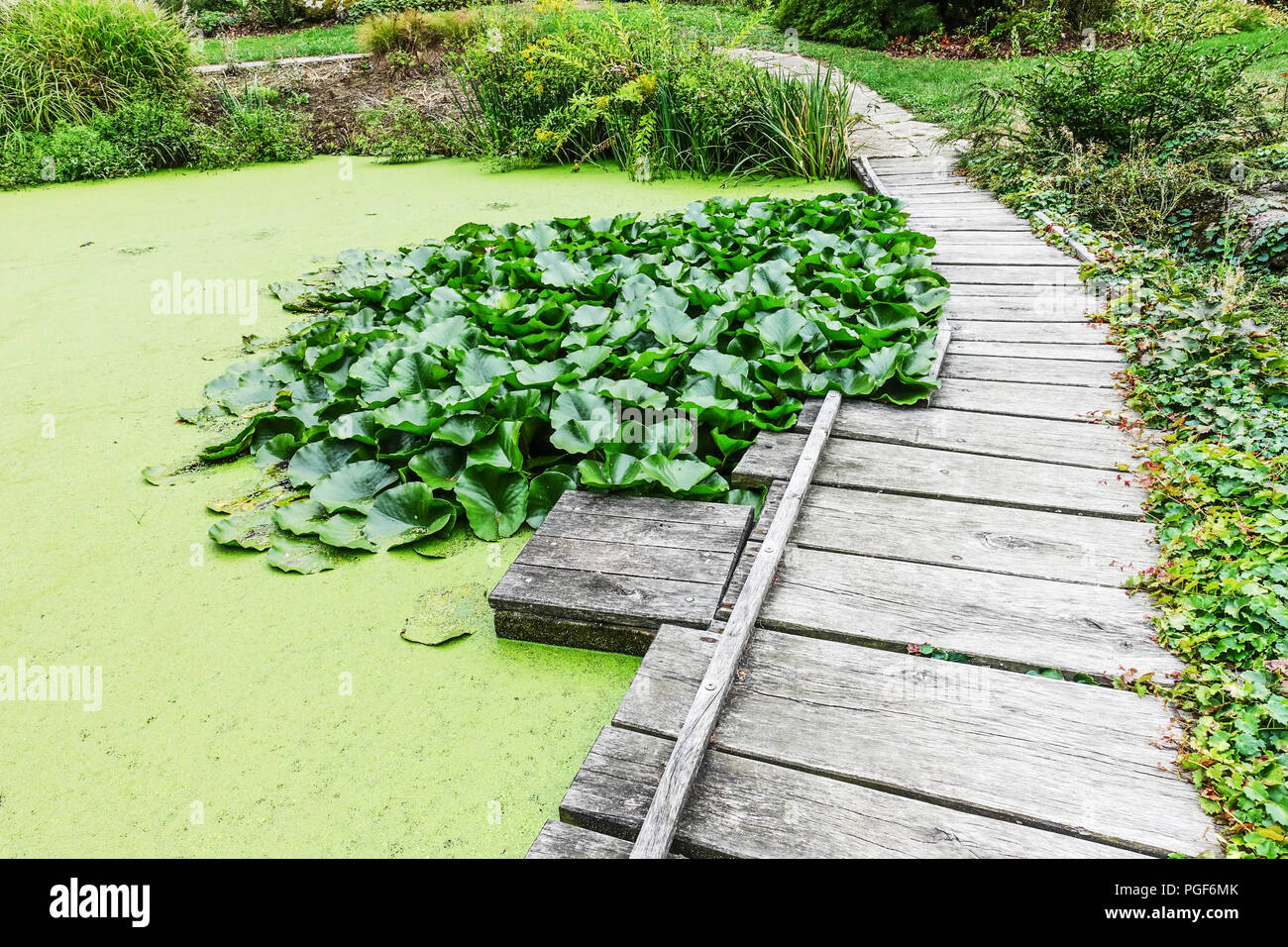 Sentier de jardin en bois autour de l'étang de jardin, étang couvert de caillebotis, collecte d'eau de pluie, sentier d'étang de jardin Banque D'Images