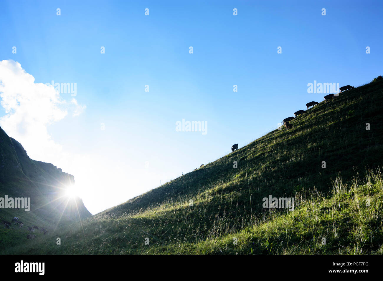 Schrecksee Allgäuer Alpen : lake, vache vaches, ALP, Schwaben, Allgäu, souabe, Bayern, Bavière, Allemagne Banque D'Images