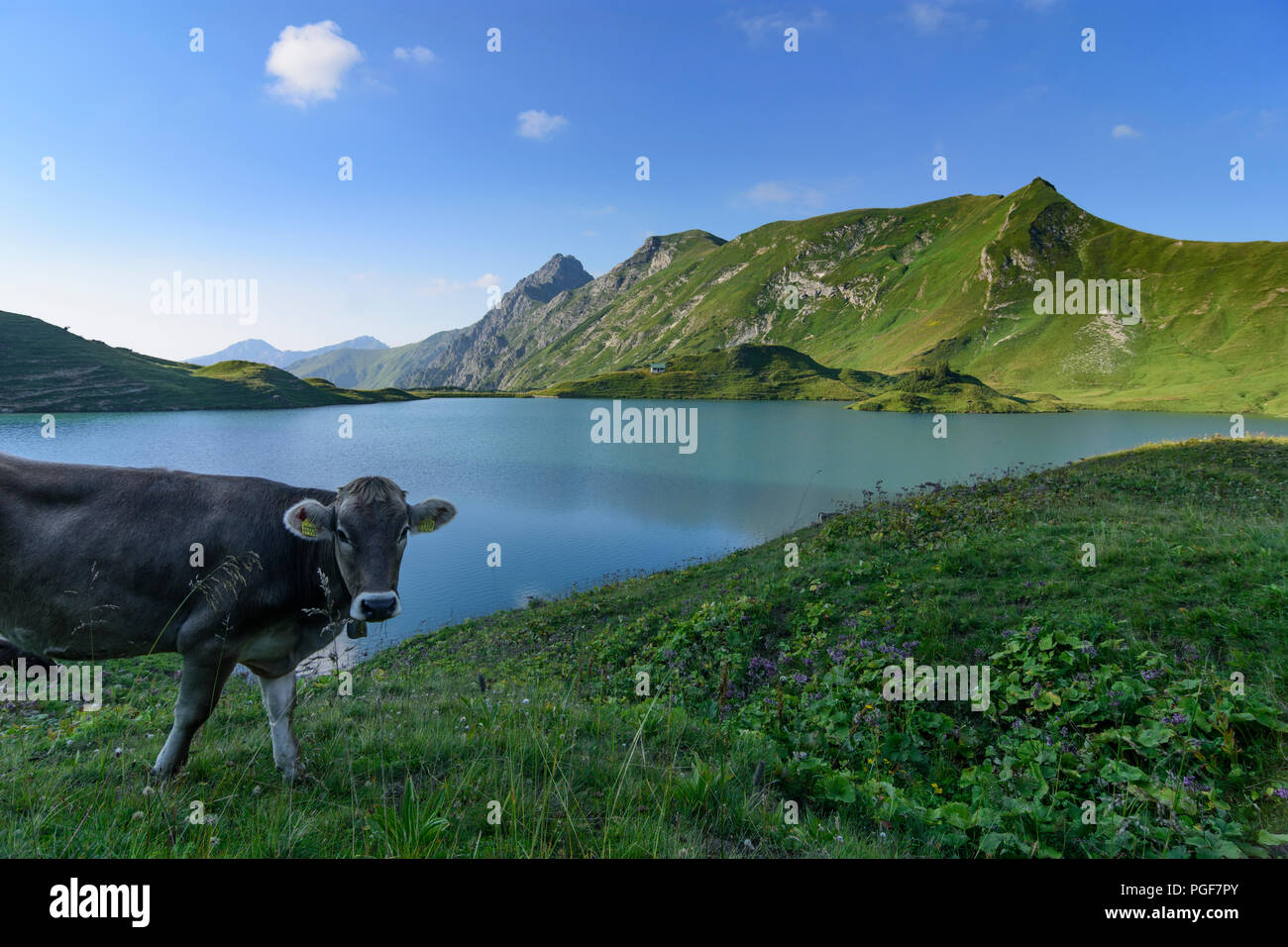 Schrecksee Allgäuer Alpen : lake, vache vaches, ALP, Schwaben, Allgäu, souabe, Bayern, Bavière, Allemagne Banque D'Images