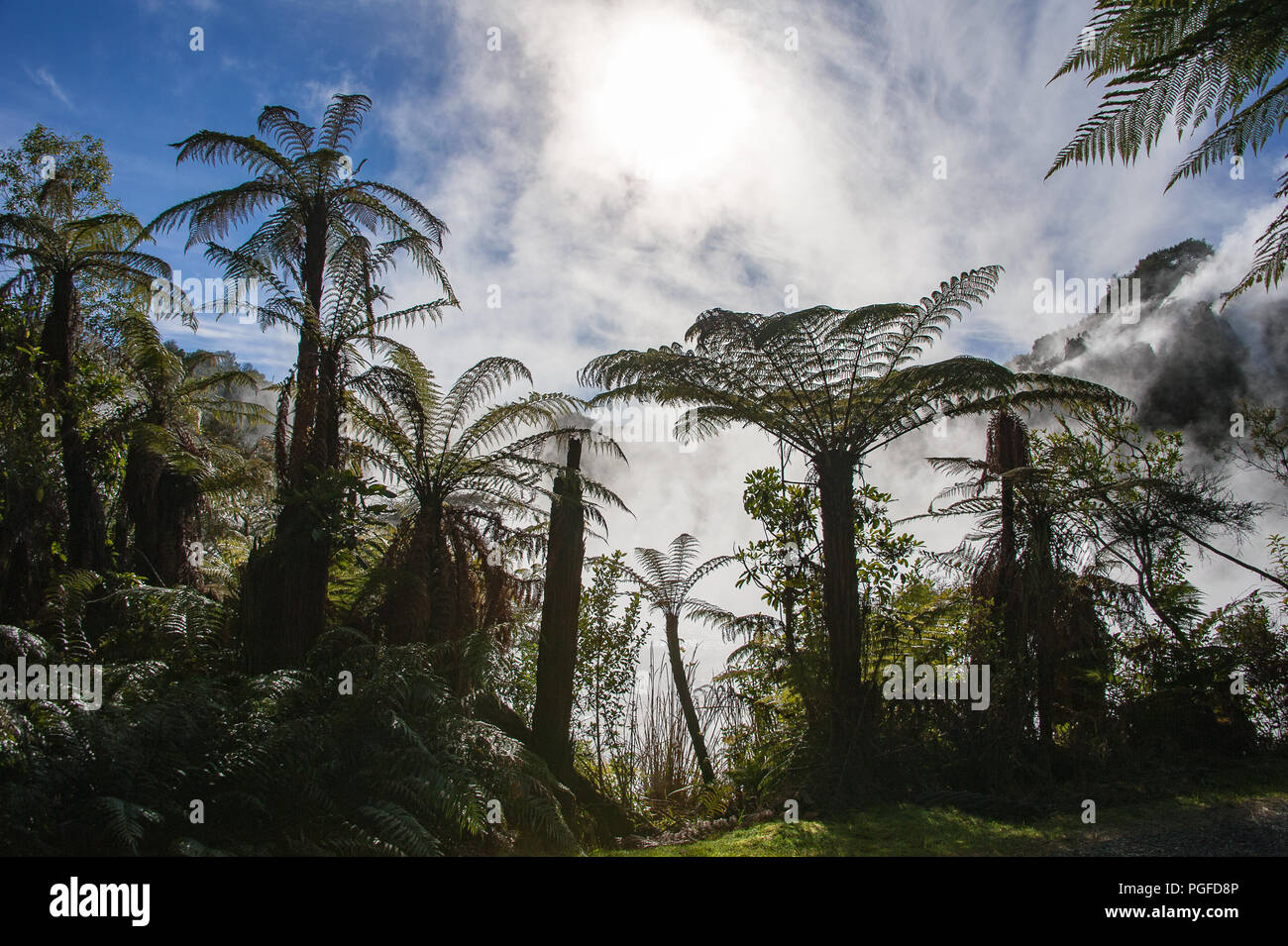 Une forêt de fougères géantes (Dicksonia squarrosa) dans la Vallée volcanique de Waimangu. Au milieu des brumes tourbillonnantes géants qui se profile avec un ciel bleu clair Banque D'Images