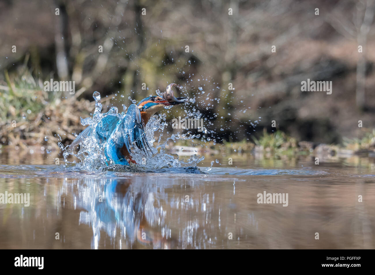 Un niveau bas d'une photo d'action Kingfisher avec une boule. L'image est prise au niveau de l'eau et montre l'oiseau émergeant de l'eau avec beaucoup Banque D'Images