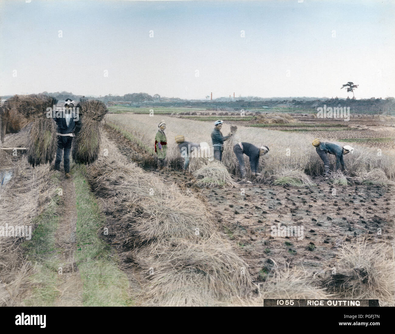 [ Ch. Années 1890, JAPON - Les agriculteurs de la récolte du riz ] - 19e siècle vintage albumen photo. Banque D'Images