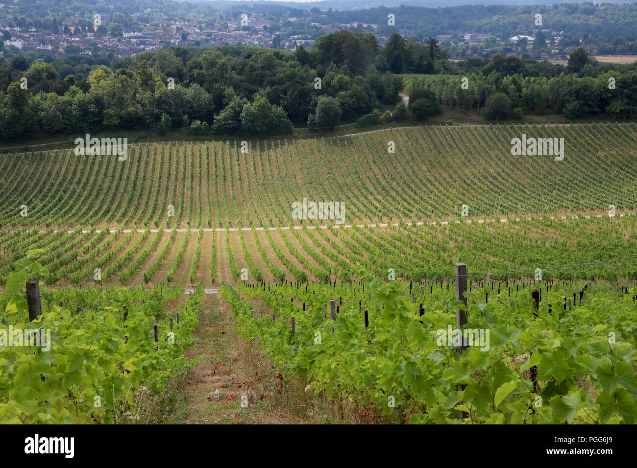 Le Royaume-uni canicule a produit des conditions parfaites pour le grand raisin britannique. Sur le vignoble Denbies Surrey Hills vignes sont exempts de moule en raison de l'été sec et bon le printemps, la craie sous sol est humide et arroser les raisins sur les vignes. Les marchands de vin au Royaume-Uni disent qu'il pourrait être un grand cru avec des conditions parfaites, donc poster Brexit Grande-bretagne pourrait avoir plus de vins primés. Le changement climatique et la chaleur de l'été est certainement avoir un bonus. Doté d''atmosphère : où : Dorking, Royaume-Uni Quand : 26 Juil 2018 Crédit : David Sims/WENN.com Banque D'Images