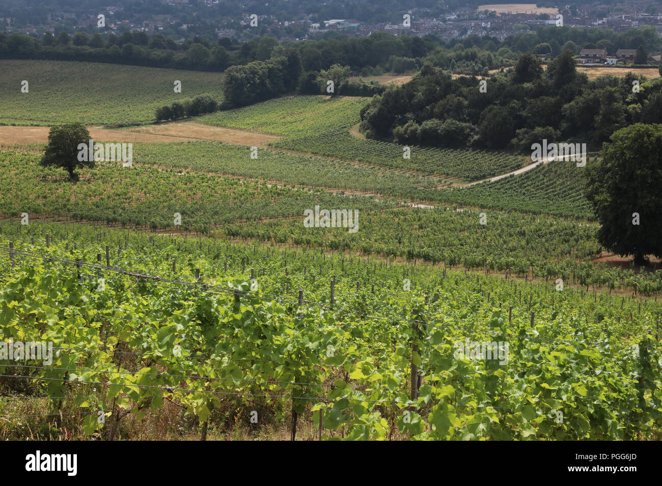 Le Royaume-uni canicule a produit des conditions parfaites pour le grand raisin britannique. Sur le vignoble Denbies Surrey Hills vignes sont exempts de moule en raison de l'été sec et bon le printemps, la craie sous sol est humide et arroser les raisins sur les vignes. Les marchands de vin au Royaume-Uni disent qu'il pourrait être un grand cru avec des conditions parfaites, donc poster Brexit Grande-bretagne pourrait avoir plus de vins primés. Le changement climatique et la chaleur de l'été est certainement avoir un bonus. Doté d''atmosphère : où : Dorking, Royaume-Uni Quand : 26 Juil 2018 Crédit : David Sims/WENN.com Banque D'Images