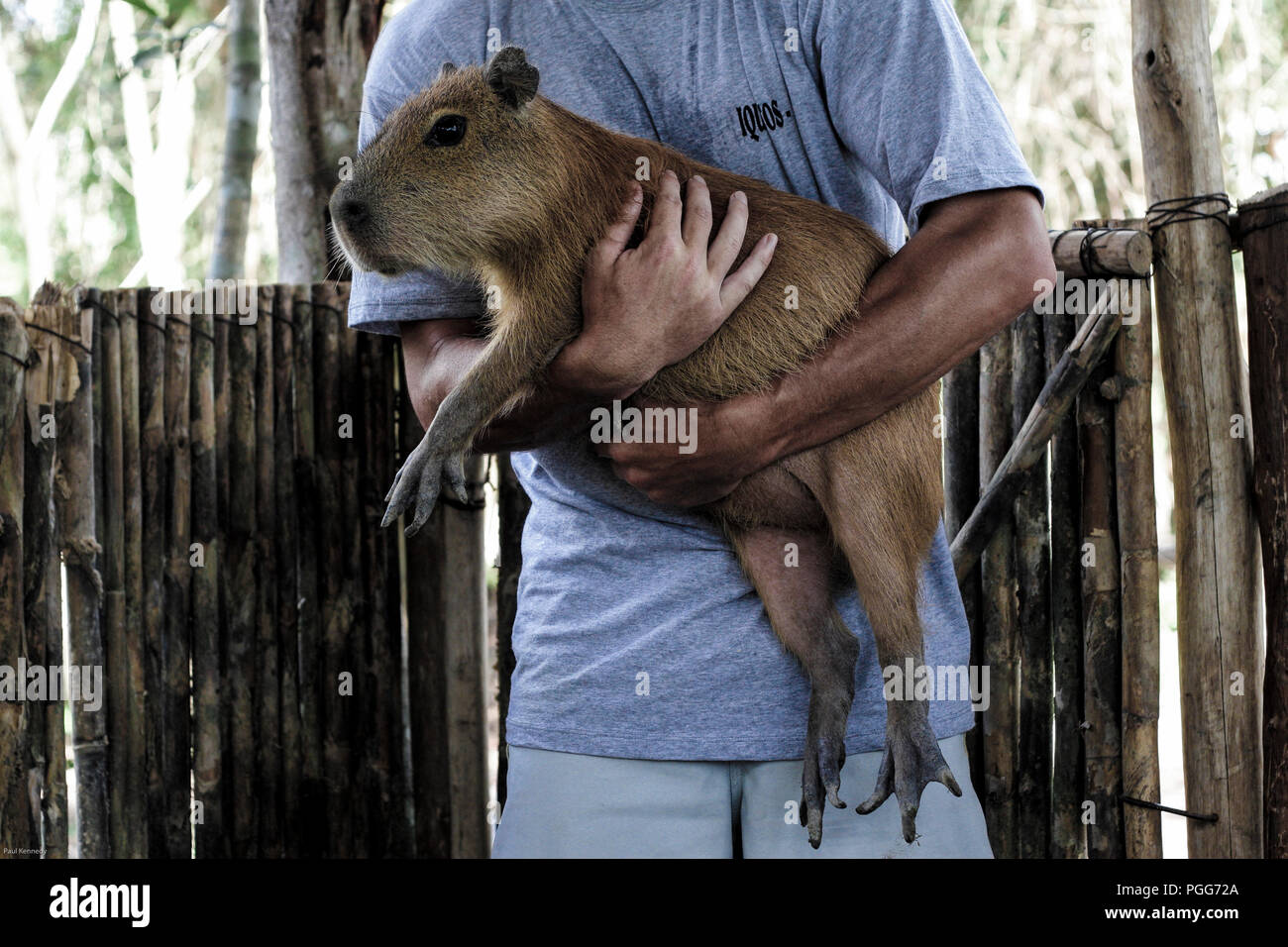 L'homme tenant un grand capybara (Hydrochoerus hydrochaeris) à Iquitos, Pérou Banque D'Images