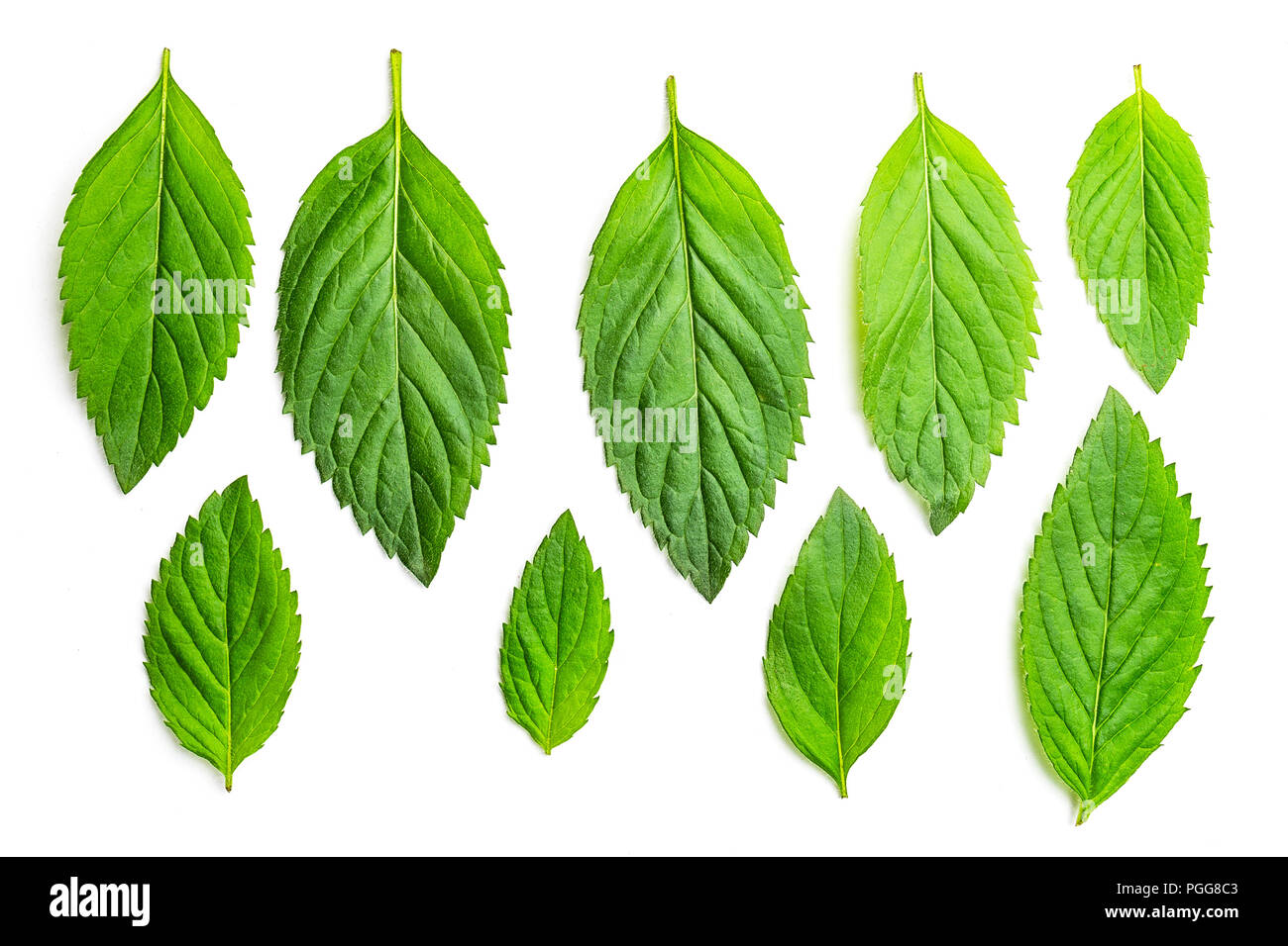 Ensemble de feuilles de menthe isolated on white Banque D'Images