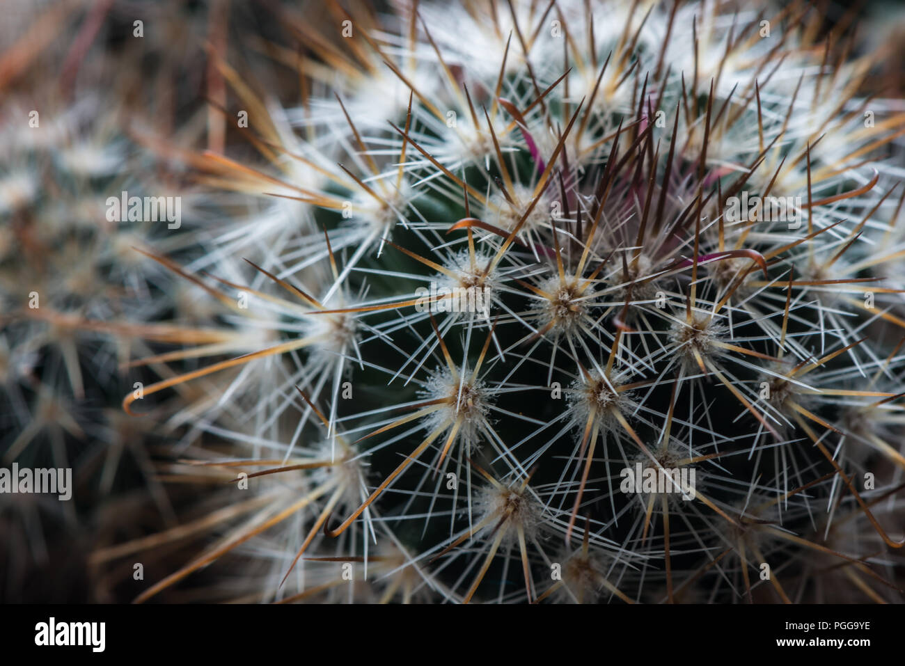 Close up d'un Mammillaria cactus exotiques comme une plante en croissance en Angleterre, Royaume-Uni Banque D'Images