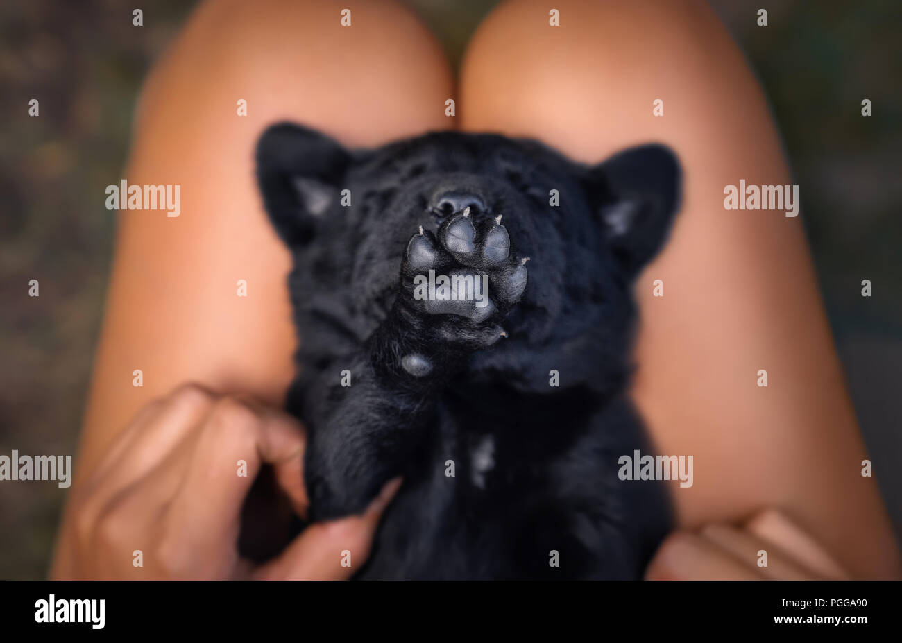 Petit mignon jeune labrador noir de chien animal prend un stop avec sa patte Banque D'Images