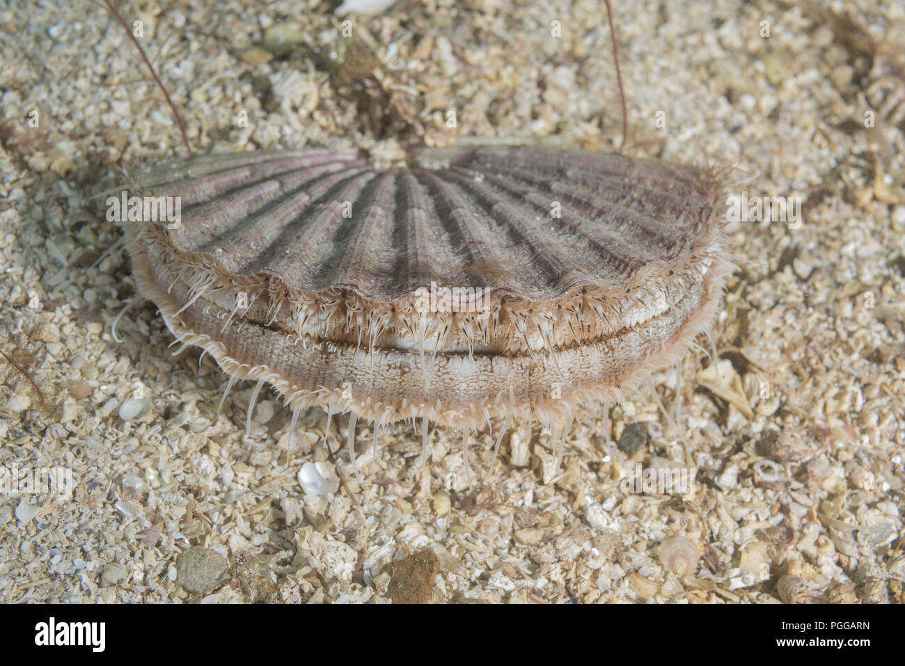 Reine ou pétoncle Aequipecten Manx queenie (partie operculaire) dans le sable Banque D'Images