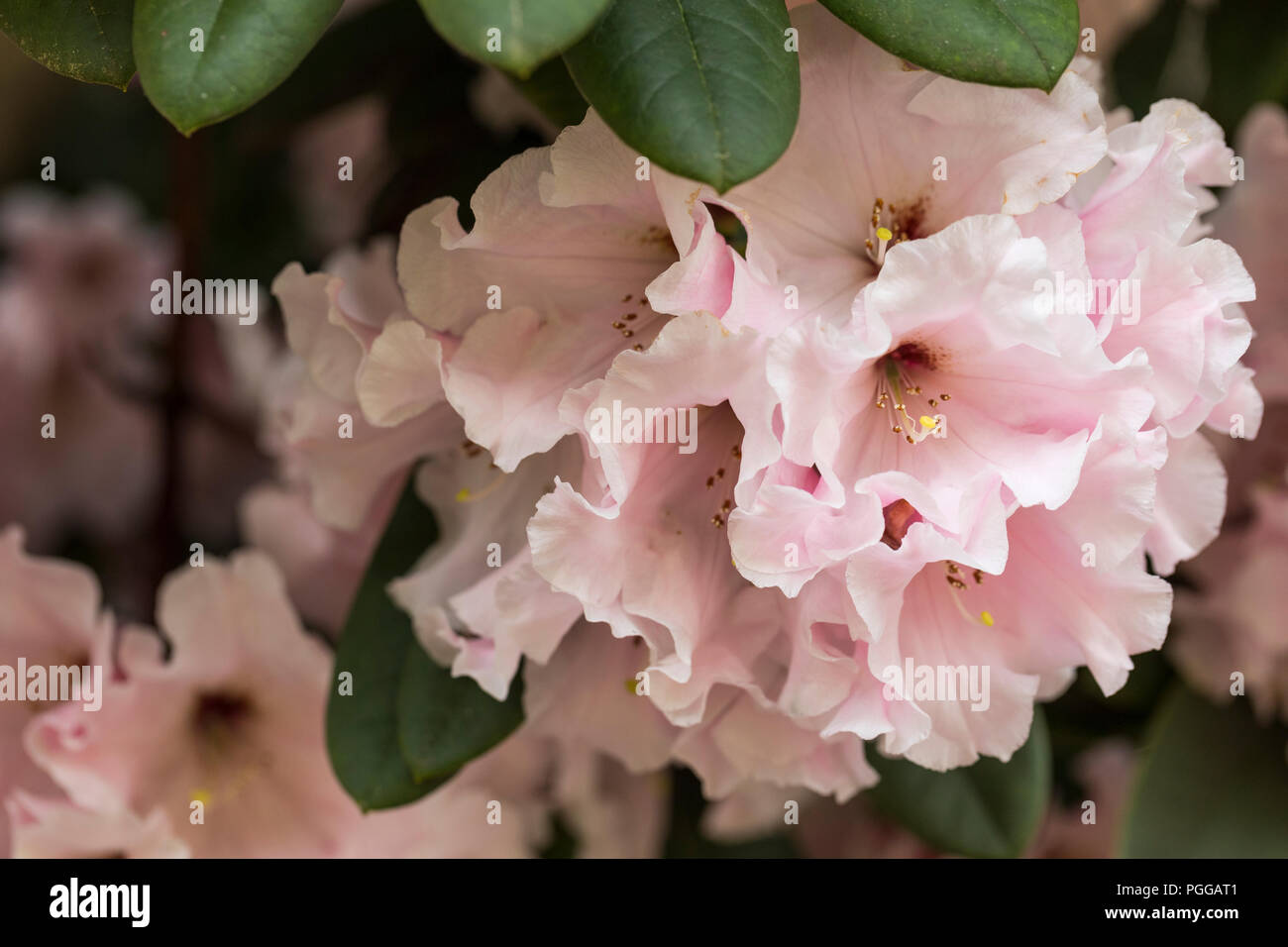 Gros plan sur les magnifiques pétales de fleurs roses d'un Rhododendron, Angleterre, Royaume-Uni Banque D'Images