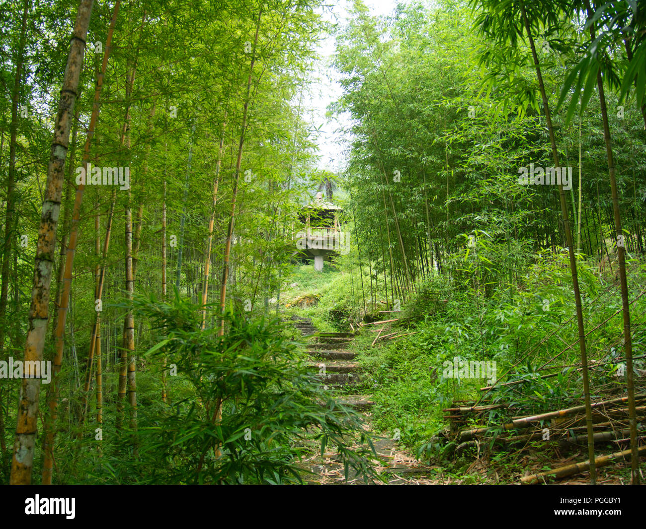 Escaliers dans une forêt de bambou vert menant vers le haut d'une plate-forme d'observation dans la nature, de l'enseignement Xitou Taichung, Taiwan Banque D'Images