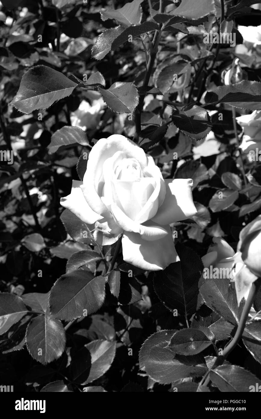 Fleur Rose Blanche Dans Une Mer De Feuilles En Noir Et Blanc
