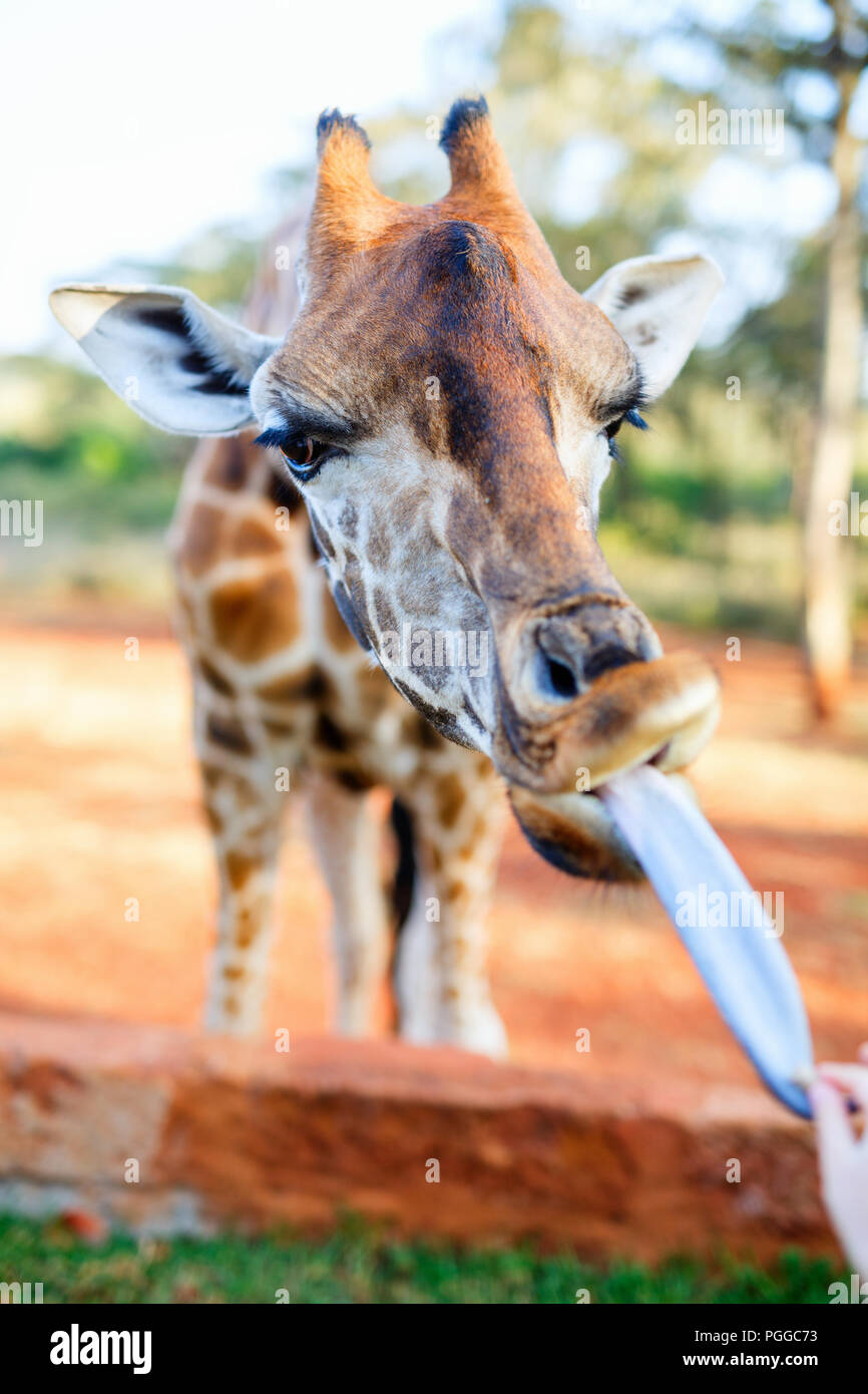 L'alimentation d'une jeune girafe Rothschild menacées en Afrique Banque D'Images L'alimentation d'une jeune girafe Rothschild menacées en Afrique Banque D'Images