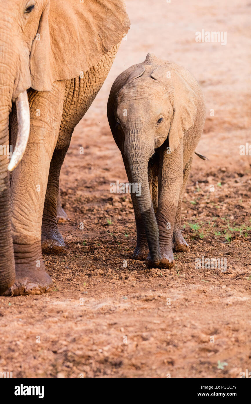 Close up de bébé éléphant au parc safari Banque D'Images Close up de bébé éléphant au parc safari Banque D'Images