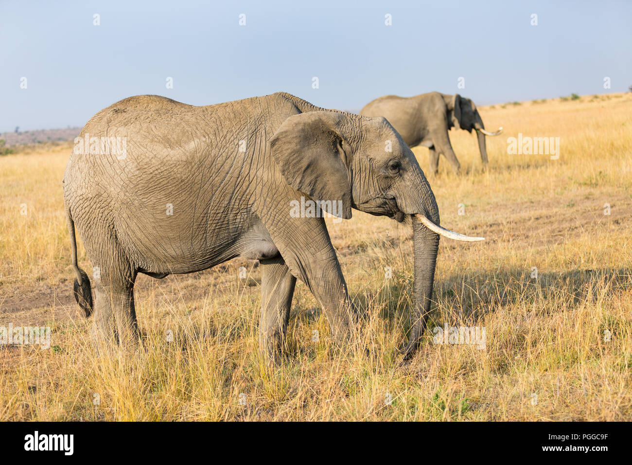 Les éléphants au parc safari au Kenya Afrique Banque D'Images Les éléphants au parc safari au Kenya Afrique Banque D'Images