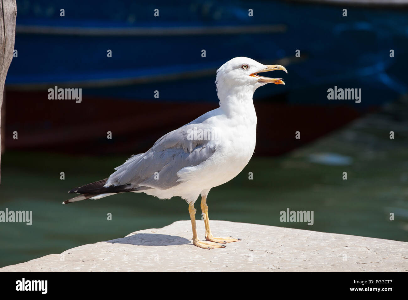 Pattes jaunes adultes Gull (Larus michahellis) aux côtés d'un canal à Venise Italie, Close up Vue de profil Banque D'Images