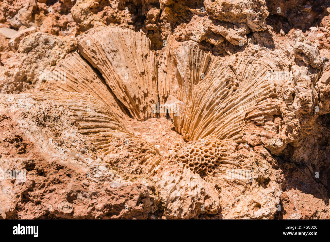 Exmouth, dans l'ouest de l'Australie - Novembre 27, 2009 Gros plan : de grands polypes de corail fossilisé dans des formes de red rock et de pétales de fleur coeur. Banque D'Images