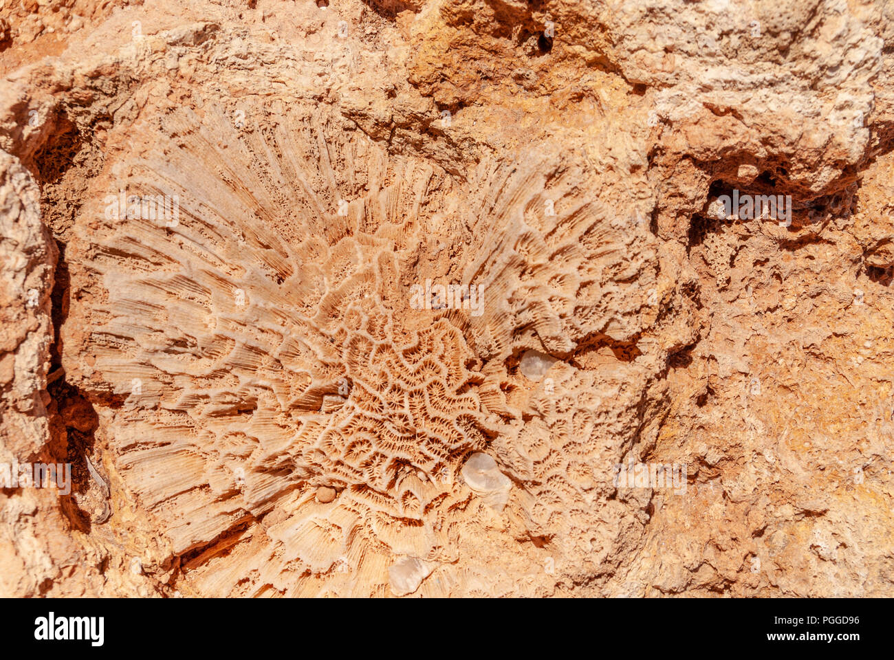 Exmouth, dans l'ouest de l'Australie - Novembre 27, 2009 Gros plan : de grands polypes de corail fossilisé à red rock formes large pétale de fleur avec maze comme détails. Banque D'Images