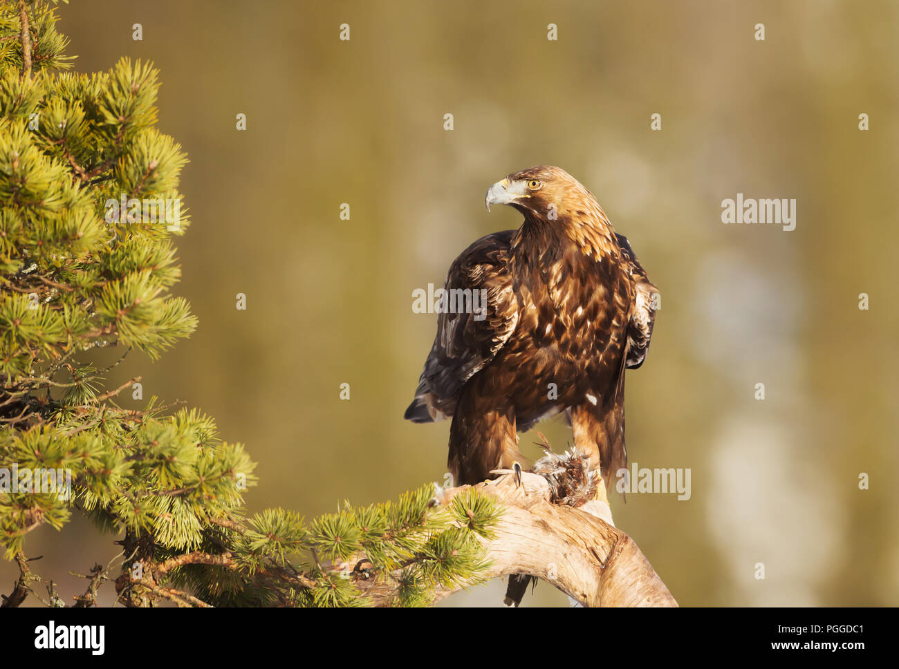 L'Aigle royal (Aquila chrysaetos) perché sur une branche d'arbre de pin avec un oiseau tué dans les griffes, la Norvège. Banque D'Images
