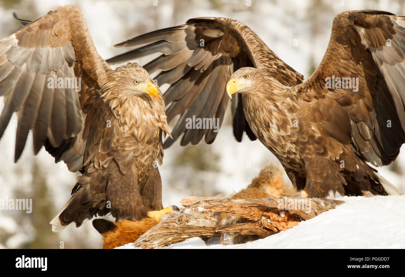 Deux des pygargues à queue blanche (Haliaeetus albicilla) combats tout en se nourrissant d'une carcasse de renard rouge élevé en hiver, la Norvège. Banque D'Images