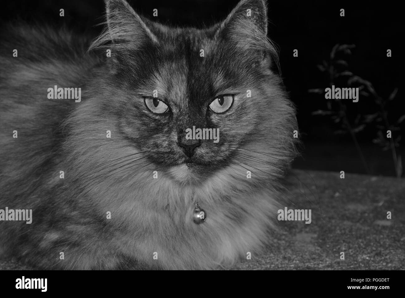 Fluffy cat gris Banque D'Images