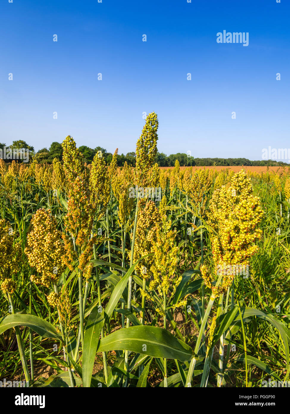 Domaine de ripe mil (Panicum miliaceum), France Banque D'Images