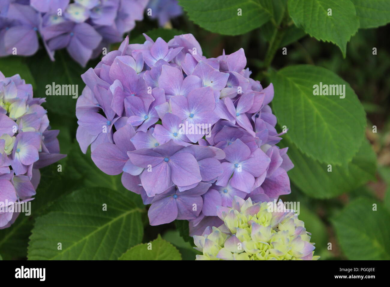 L'Hydrangea au Japanese Tea Garden dans le Golden Gate Park, San Francisco, California, USA Banque D'Images