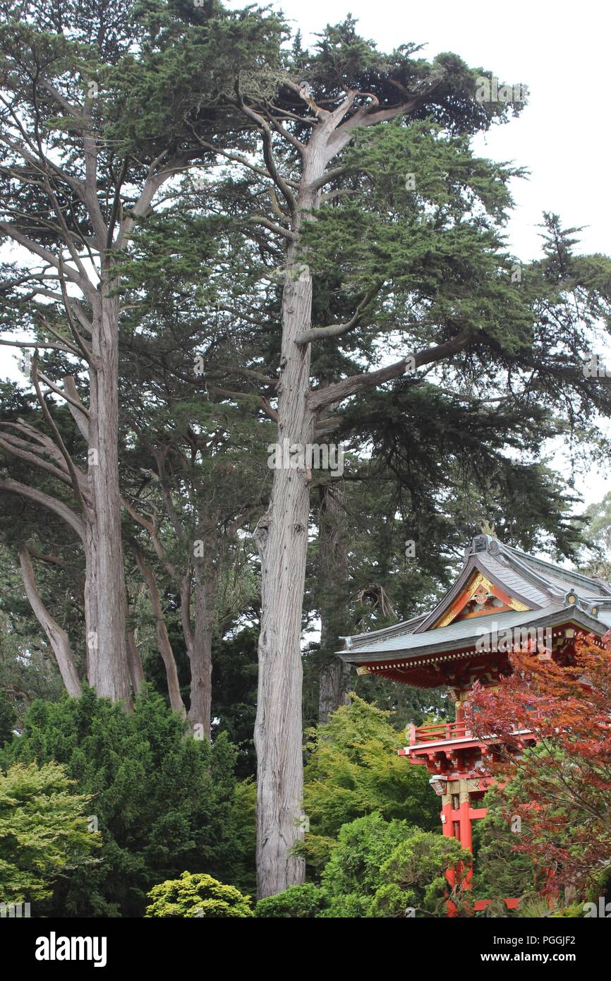 Le jardin de thé japonais dans le Golden Gate Park, San Francisco, CA, USA Banque D'Images