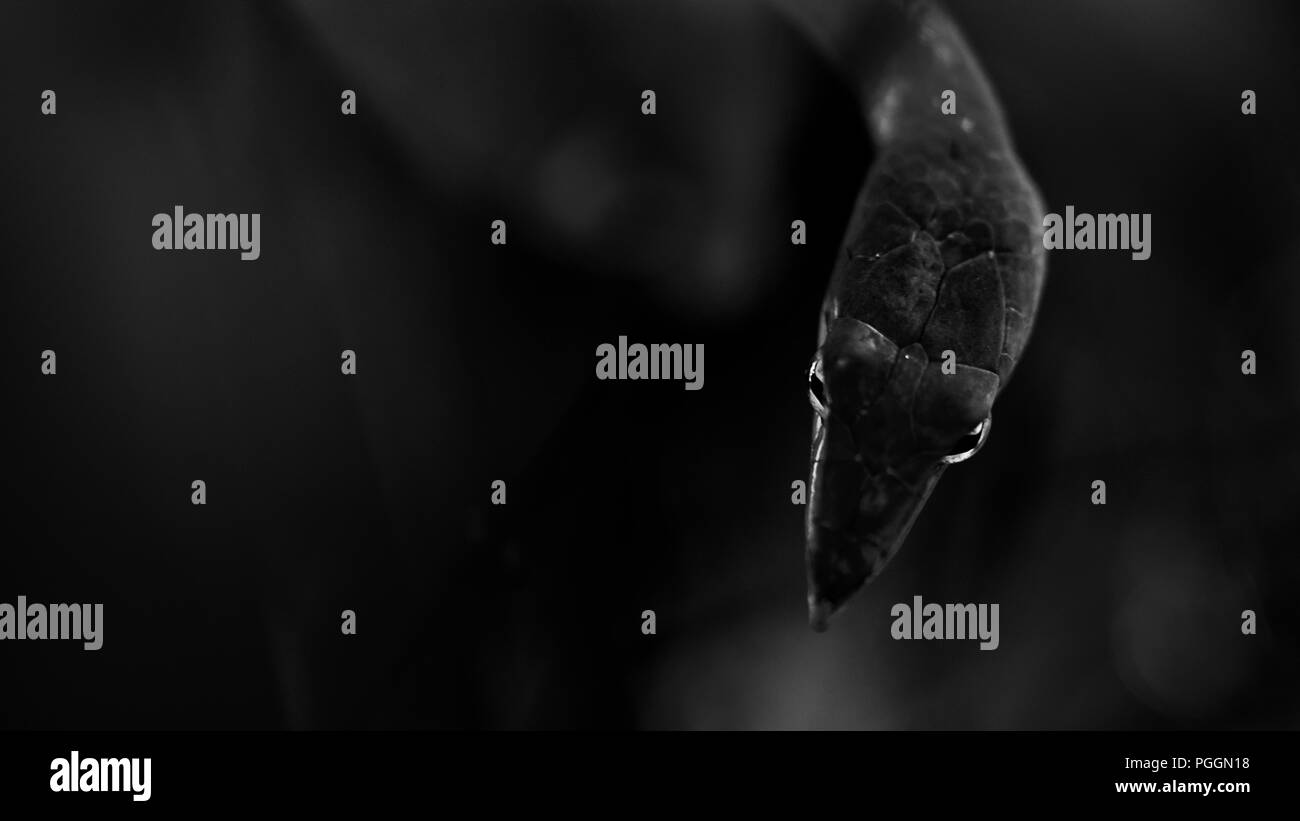 Image Monochrome de vigne verte serpents avec ses yeux vitreux tourné en agumbe, Inde. Une fine art photoframe qui convient pour cette chambre spacieuse. Banque D'Images