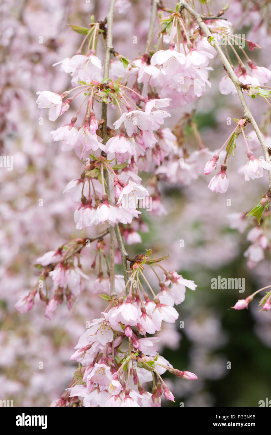 Prunus pendula 'Pendula Rosea' Blossom. Rosebud tombantes cerise. Banque D'Images