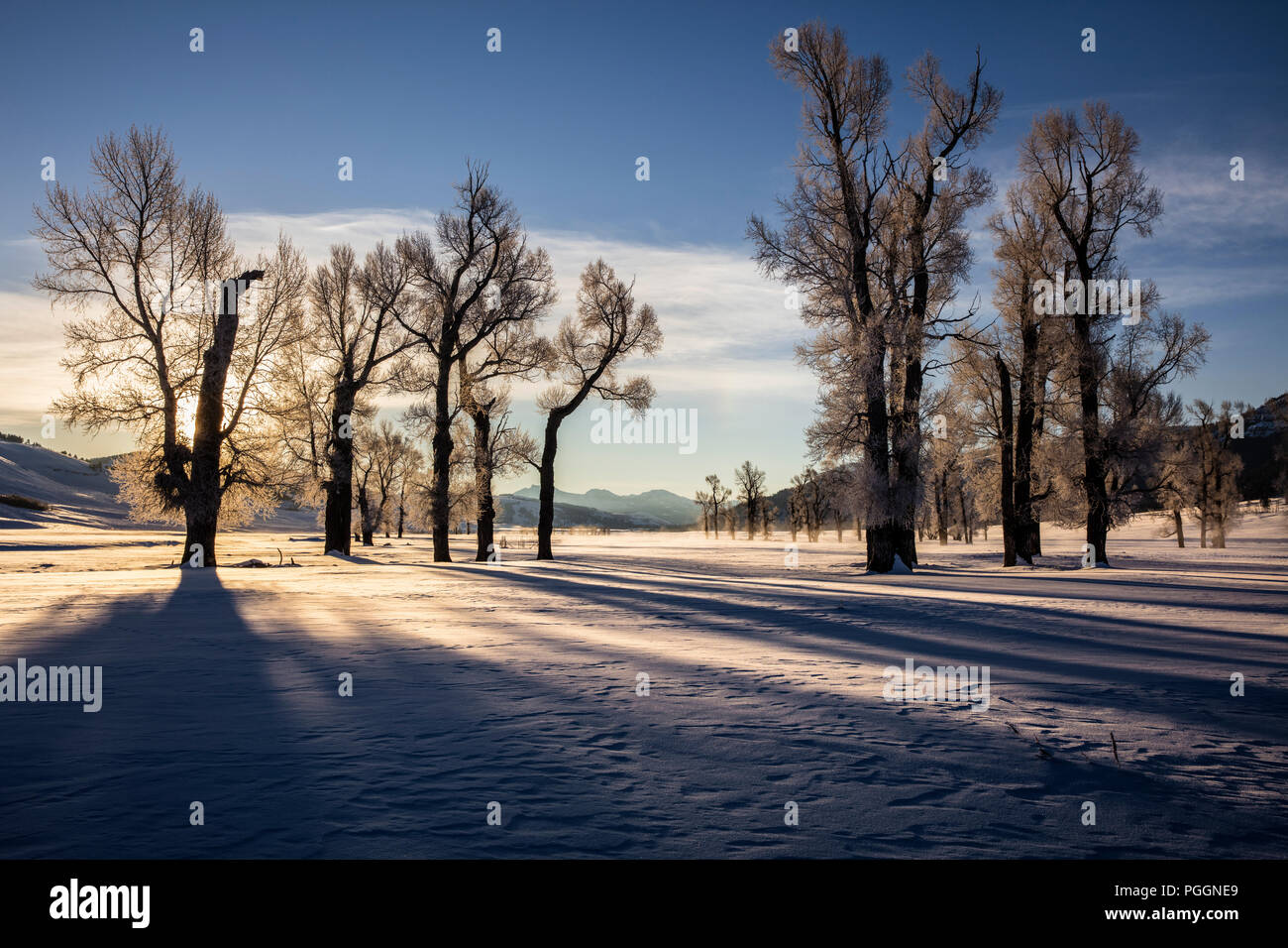 WY02709-00...WYOMING - lever du soleil d'hiver avec des arbres dans la Lamar Valley Parc National de Yellowstone. Banque D'Images
