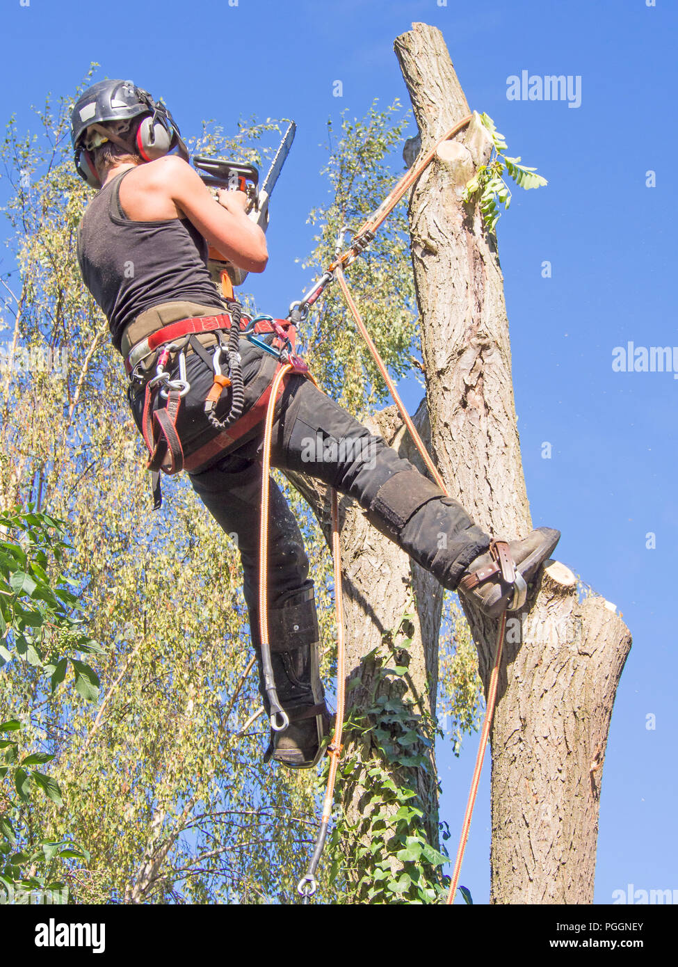 Arbre femme chirurgien travaillant au sommet d'un arbre avec une tronçonneuse. Banque D'Images