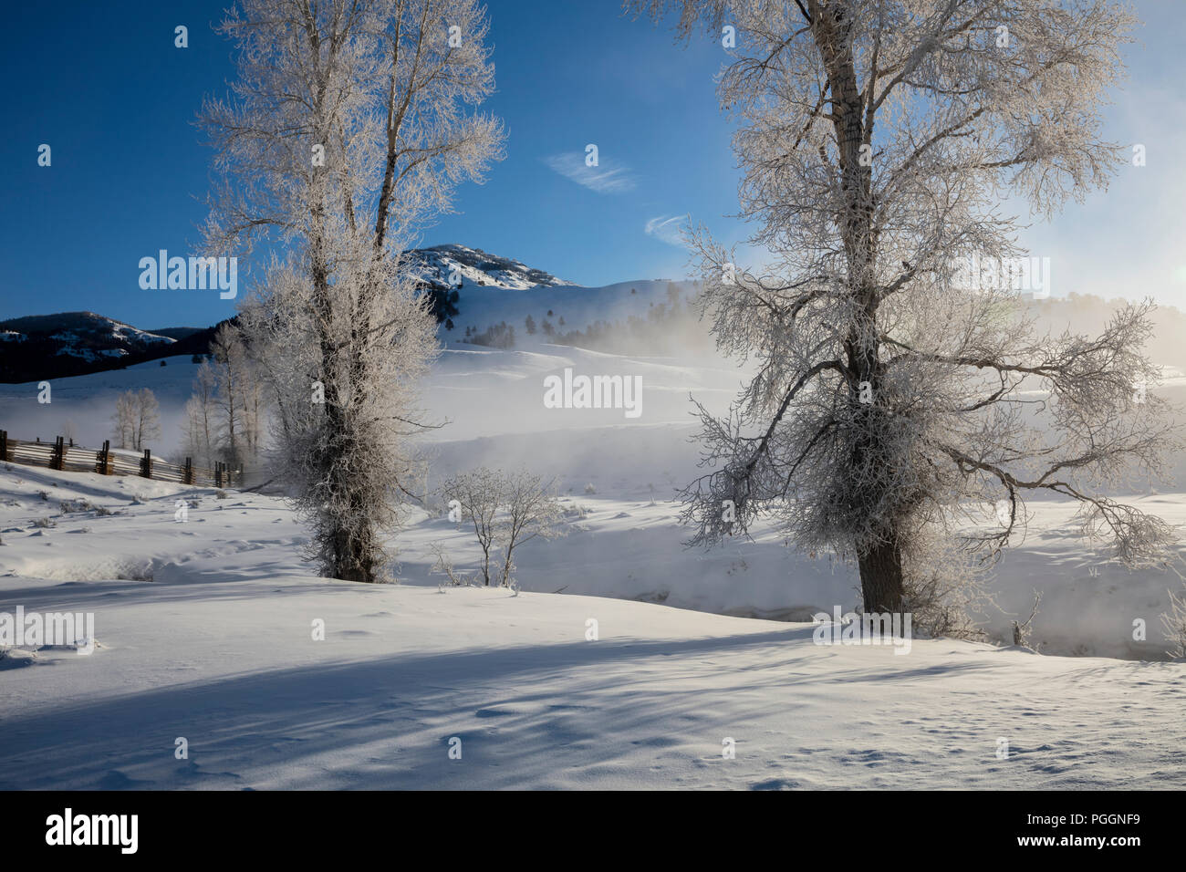 WY02711-00...WYOMING - hiver avec les arbres givrés dans la Lamar Valley Parc National de Yellowstone. Banque D'Images