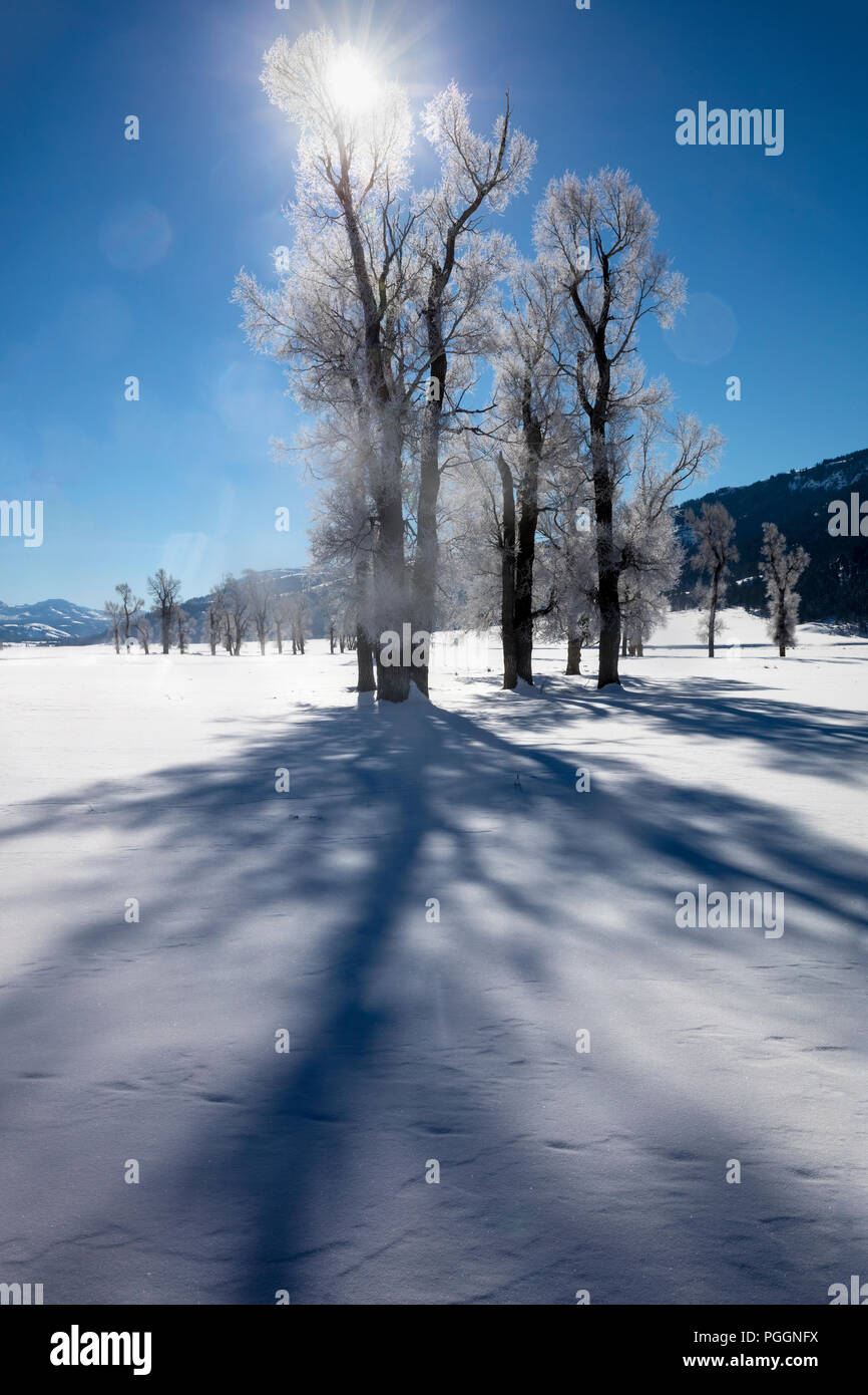 WY02714-00...WYOMING - hiver avec les arbres givrés dans la Lamar Valley Parc National de Yellowstone. Banque D'Images