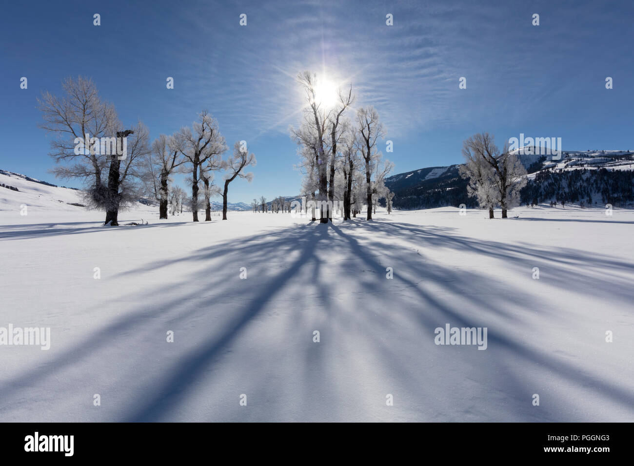 WY02715-00...WYOMING - Hiver arbres dans la Lamar Valley Parc National de Yellowstone. Banque D'Images