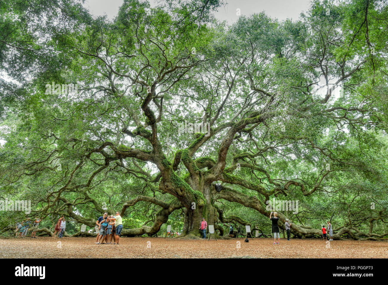 Angel Oak tree sur Johns Island en Caroline du Sud - l'un des arbres les plus vieux de l'United States - touristes de prendre des photos et d'autoportraits Banque D'Images