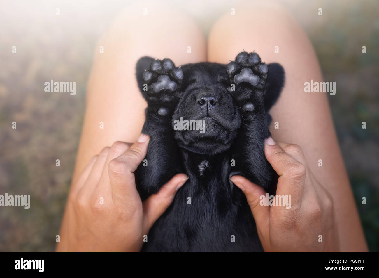 Funny jeune labrador noir de chien animal avec ses pattes en face de visage Banque D'Images