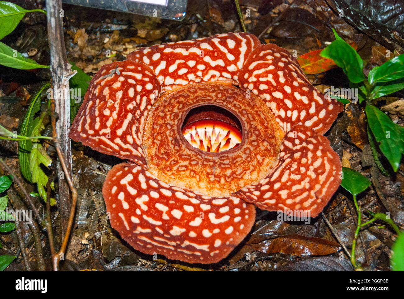 Vue en gros Rafflesia Rafflesia arnoldii, fleurs, Sabah, Bornéo, Malaisie Banque D'Images